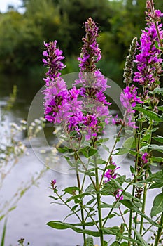 Purple loosestrife Lythrum salicaria inflorescence. Flower spike of plant in the family Lythraceae, associated with wet habitats