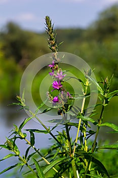 Purple loosestrife Lythrum salicaria inflorescence. Flower spike of plant in the family Lythraceae, associated with wet habitats