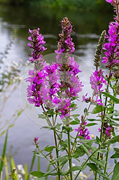 Purple loosestrife Lythrum salicaria inflorescence. Flower spike of plant in the family Lythraceae, associated with wet habitats