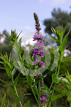 Purple loosestrife Lythrum salicaria inflorescence. Flower spike of plant in the family Lythraceae, associated with wet habitats