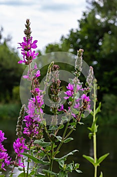 Purple loosestrife Lythrum salicaria inflorescence. Flower spike of plant in the family Lythraceae, associated with wet habitats