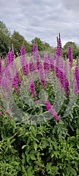 Purple-loosestrife (Lythrum salicaria), Wymondham, Norfolk, England, UK