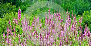 Purple Loosestrife offers striking color in August