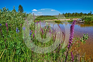 Purple Loosestrife and Payette Penstemon growing along a river bank