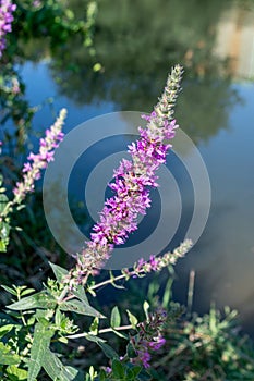 Purple Loosestrife stem over water