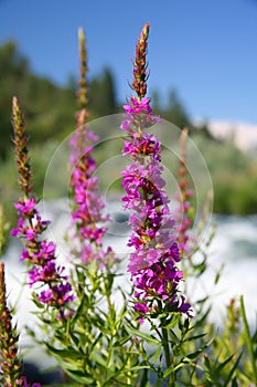 Purple Loosestrife - Wildflowers