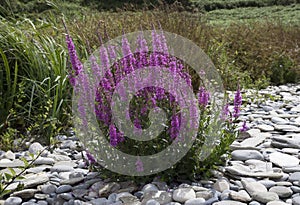 Purple Loosestrife (Lythrum salicaria)