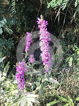 Purple lose strife flowers photo