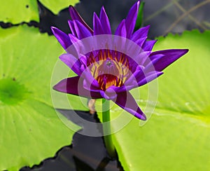 Purple lotu beautiful bloom