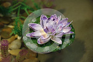 Purple lotus