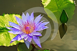 Purple Lotus