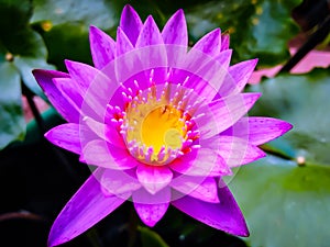 Purple Lotus