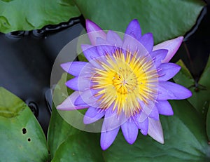 Purple lotus