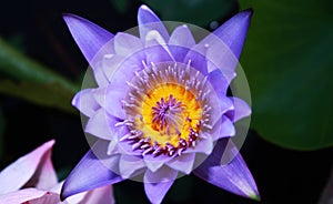 Purple lotus