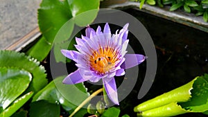 A purple lotus and Apis florea.