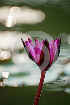 Purple lotus in beautiful morning ligh