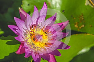 Purple lotus with bee stingers were surrounded