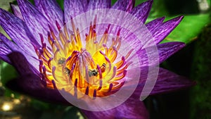 The purple lotus and bees