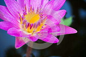 Purple lotus blooming in a pound. Aquatic plant. Tropical flower.