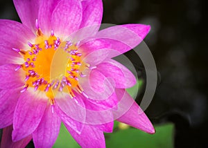 Purple lotus blooming in a pound. Aquatic plant. Tropical flower. Top view.