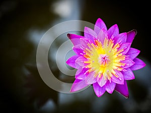 Purple lotus blooming in a pound. Aquatic plant. Tropical flower. Top view.