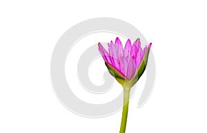 Purple lotus blossoms out beautifully