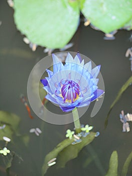 Purple lotus blossoms on water