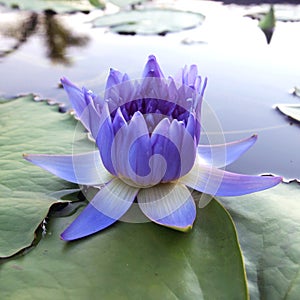 Purple lotus blossoms on water