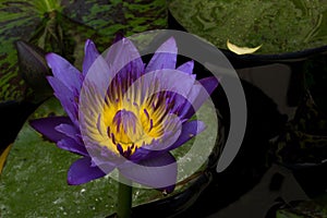 Purple lotus blossoms or water lily flowers blooming on pond