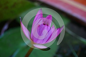 Purple lotus on blur background
