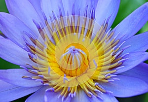 Purple lotus close-up