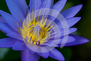 Purple lotus closed up with dark background