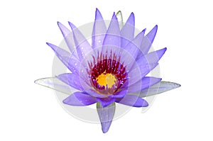 Purple lotus flower