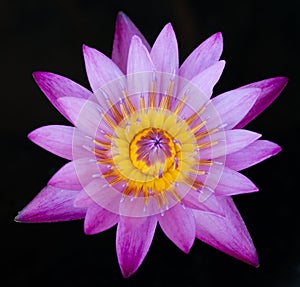 Purple lotus flower