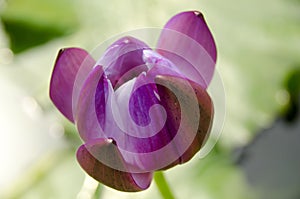 Purple Lotus flower beautiful lotus blossom or water lily flower blooming on pond background