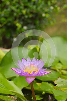 Purple lotus flower beauty in nature