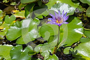 Purple lotus flower with bee absorb on pollen