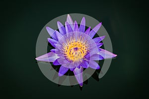 Purple Lotus flower on black background