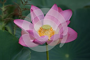 Lotus blossom photo