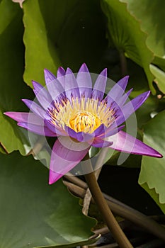 Purple lotus flower blooming in nature