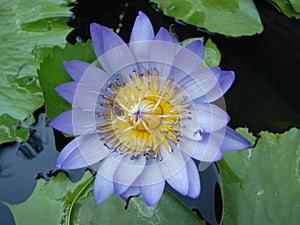 Purple lotus flower blooming in the pond