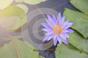 Purple lotus flower blooming at summer