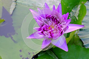 Purple lotus flower blossom in a swamp with large leaves