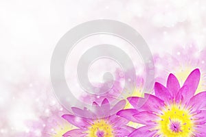 Purple lotus flower with bokeh background