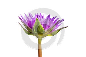 Purple Lotus flower isolated on white background