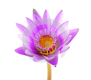 purple lotus flower isolated on white background. Beautiful lotus. Single lotus flower isolated on white , Water Lily
