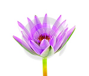 purple lotus flower isolated on white background. Beautiful lotus. Single lotus flower isolated on white , Water Lily