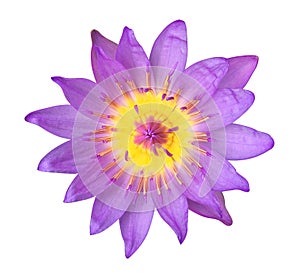 Purple lotus flower isolated on white background, clipping path