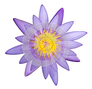 Purple lotus flower isolated on white background, clipping path