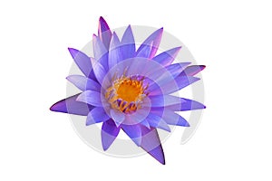 Purple lotus flower isolated on white background looks fresh and beautiful.